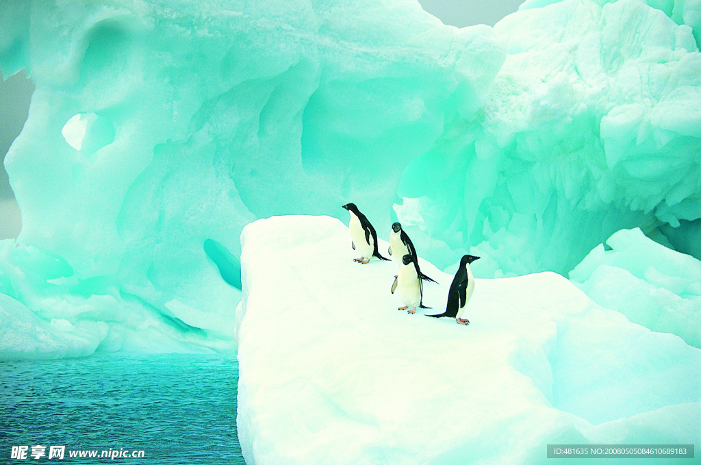 冰山企鹅