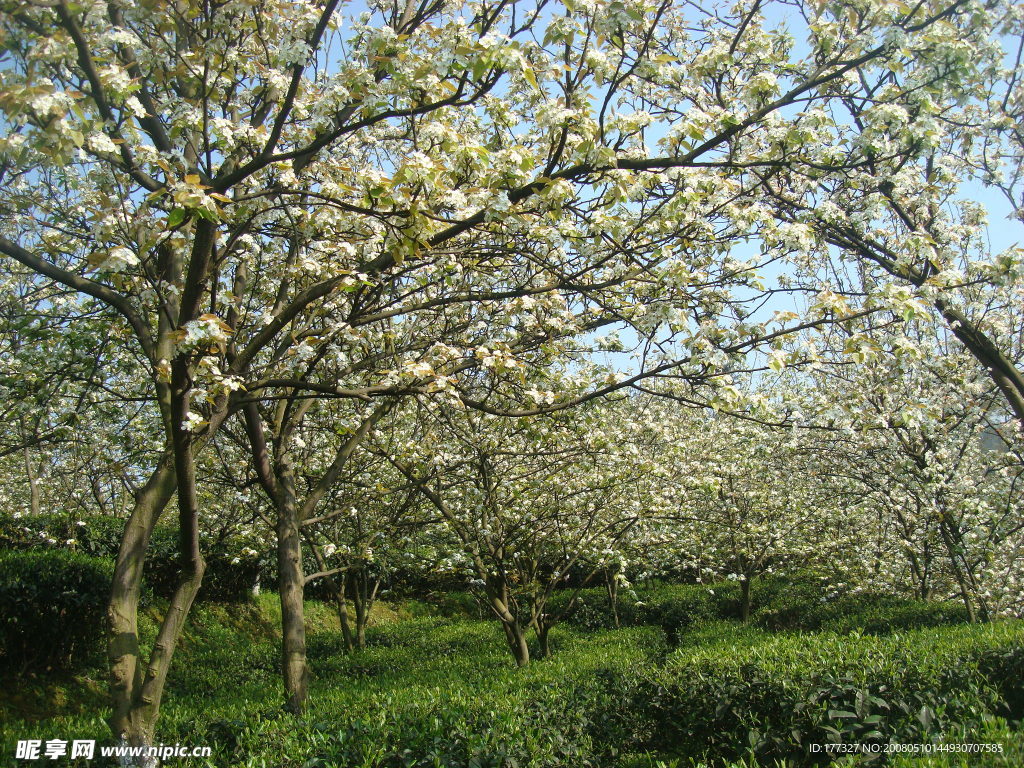 梨花