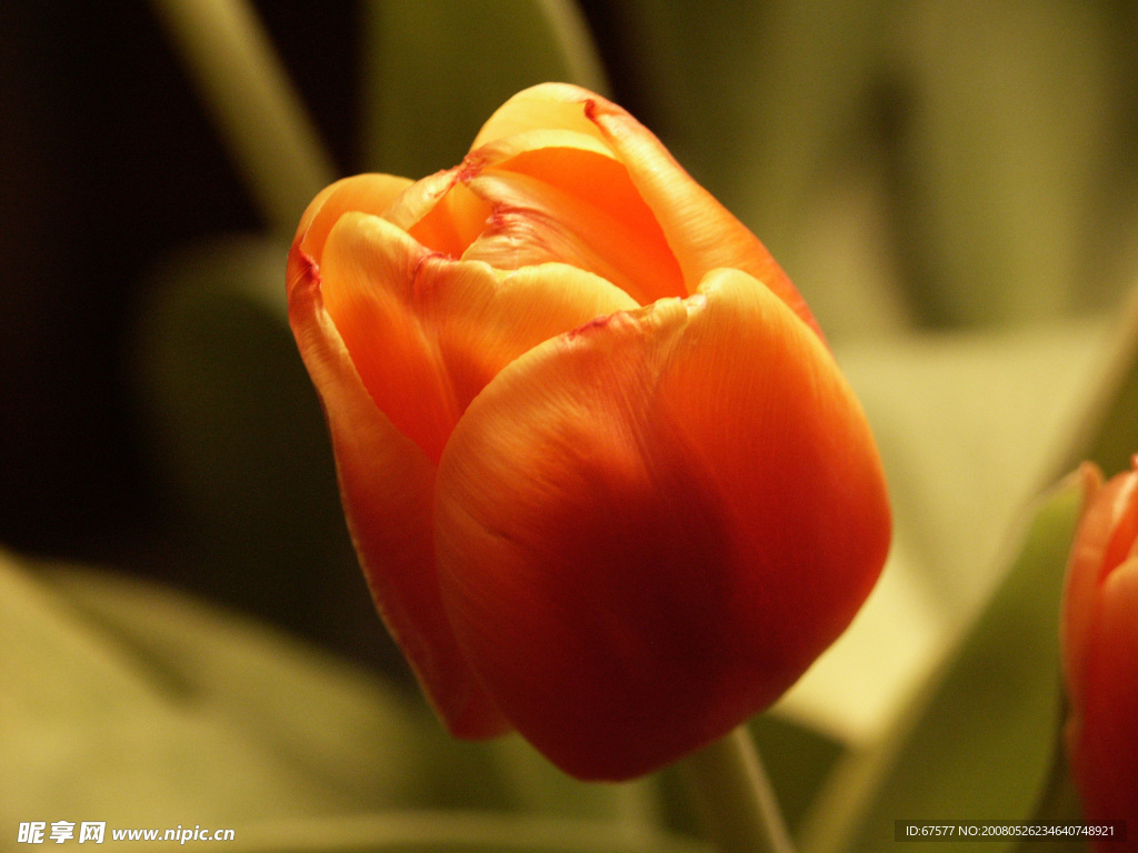 郁金香 鲜花 黄色 黄郁金香