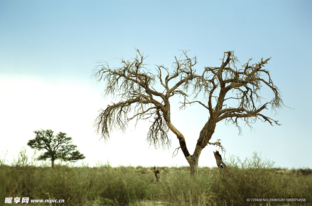 田野枯树