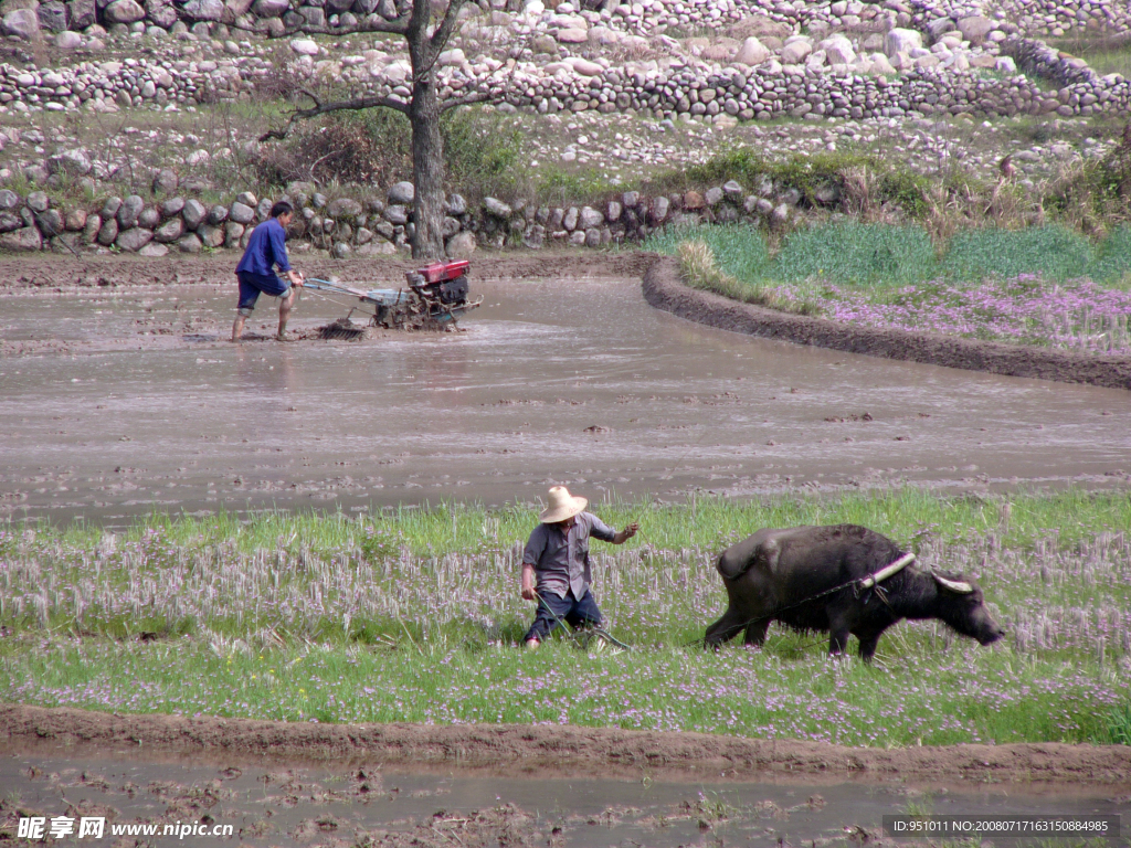 拖拉机和牛一起劳动