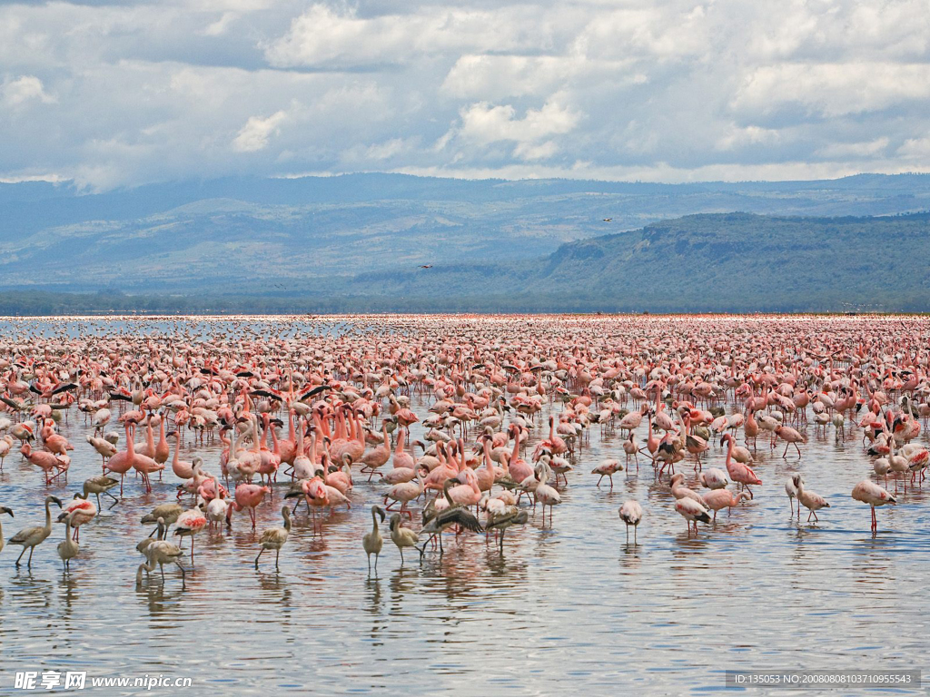 肯尼亚那库鲁湖公园火烈鸟