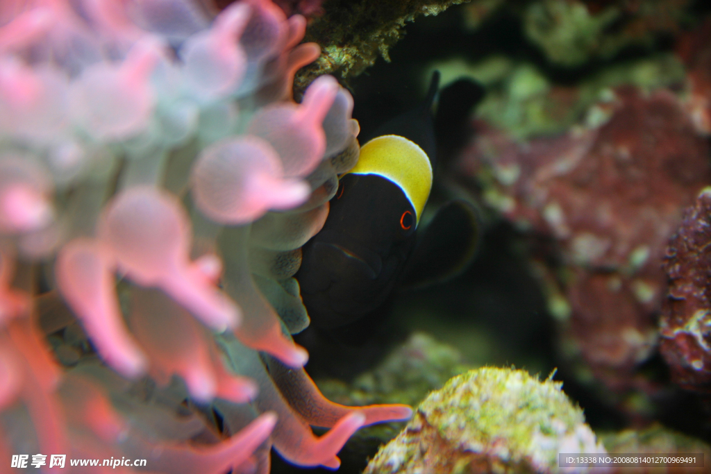 小丑鱼跟奶嘴海葵