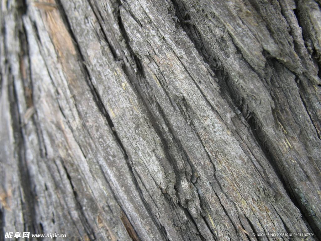 树的肌理