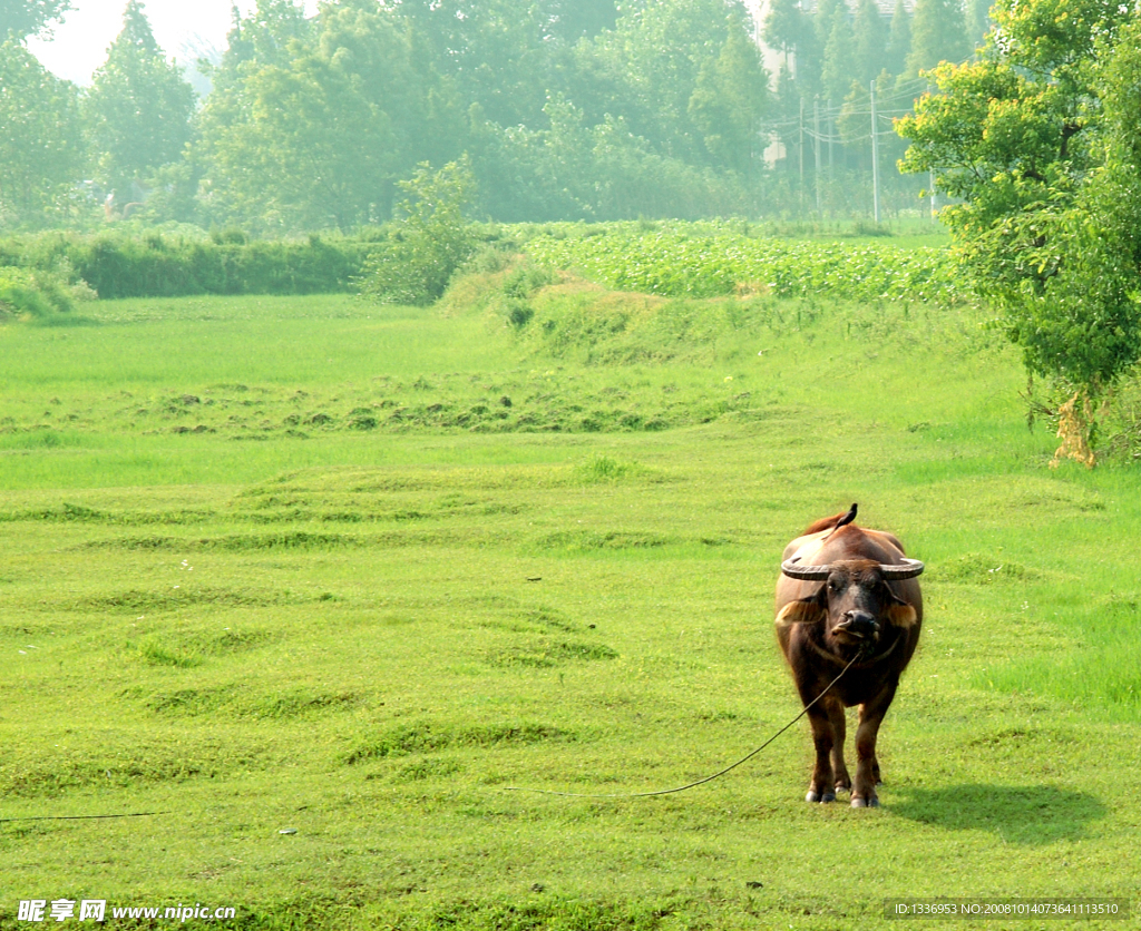 家乡的水牛