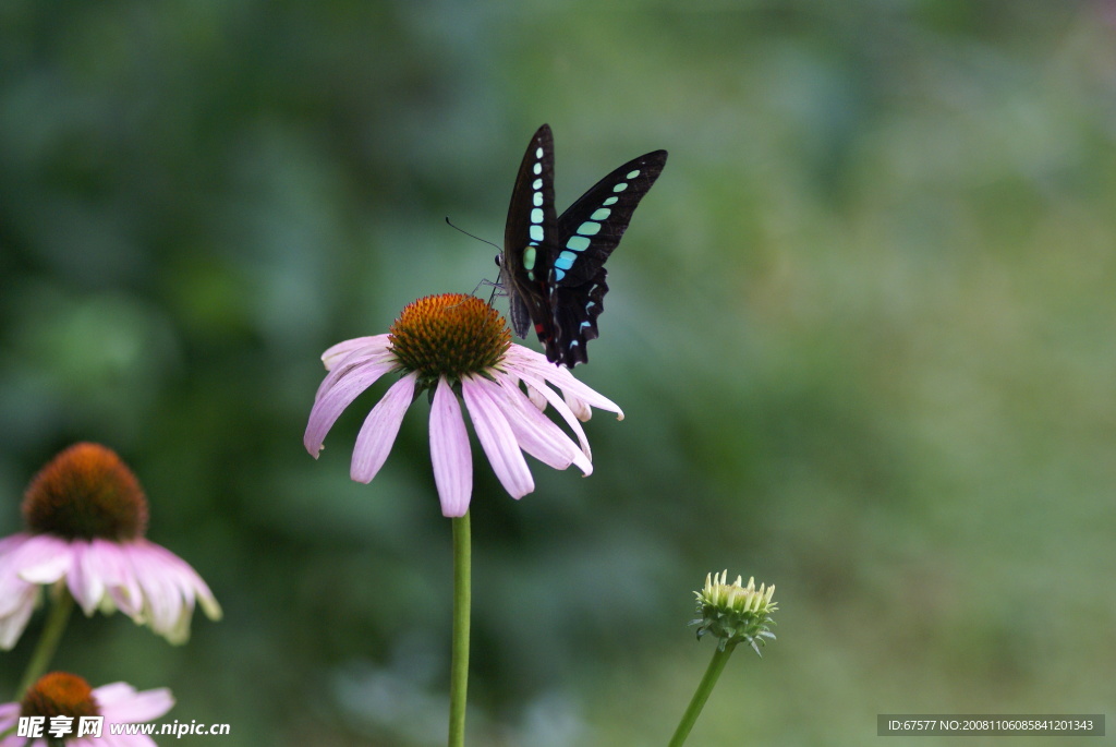 粉红野菊花和美丽蝴蝶