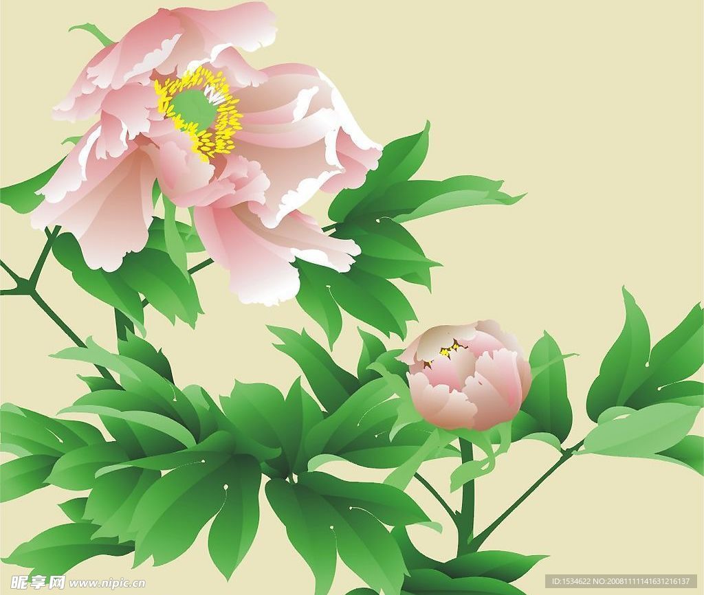 矢量手绘牡丹花