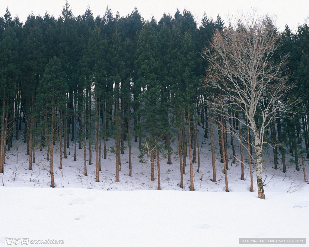 绿树白雪图