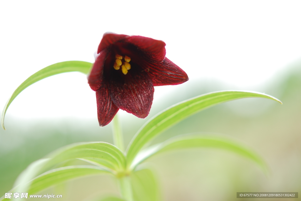 绿叶衬托下的紫色鲜花