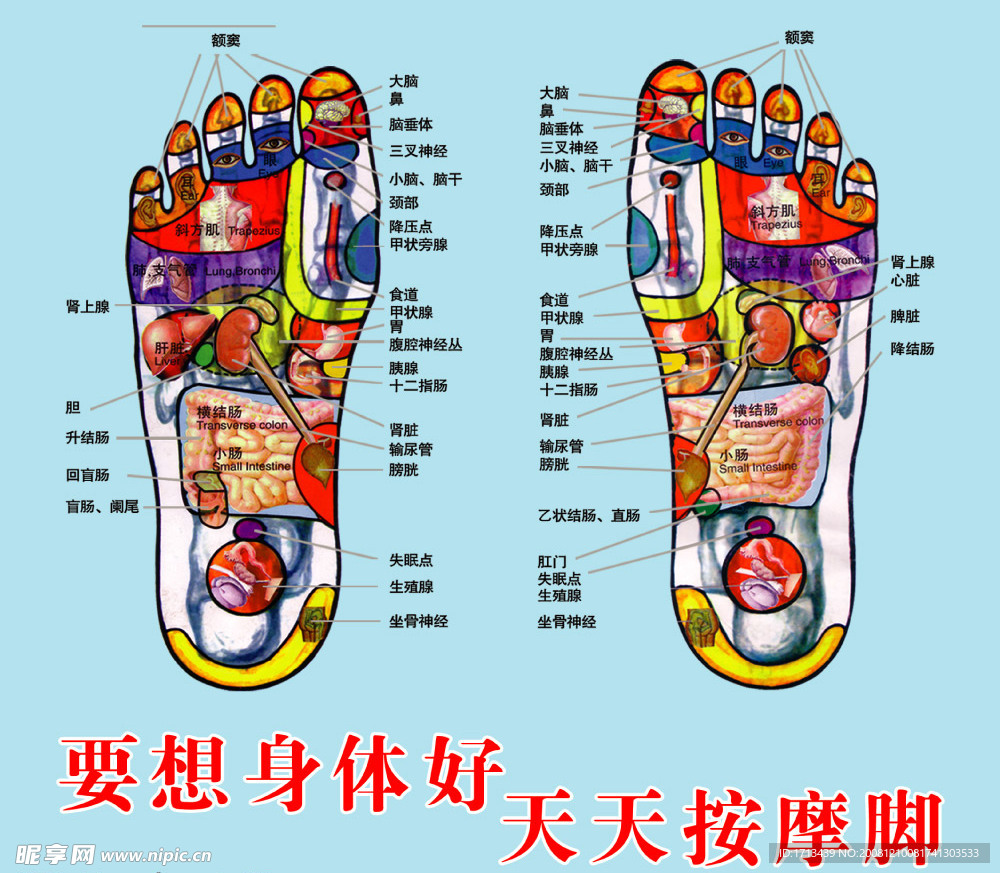足底穴位图 （合层）