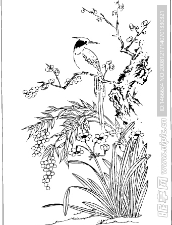 画眉、矢量国画