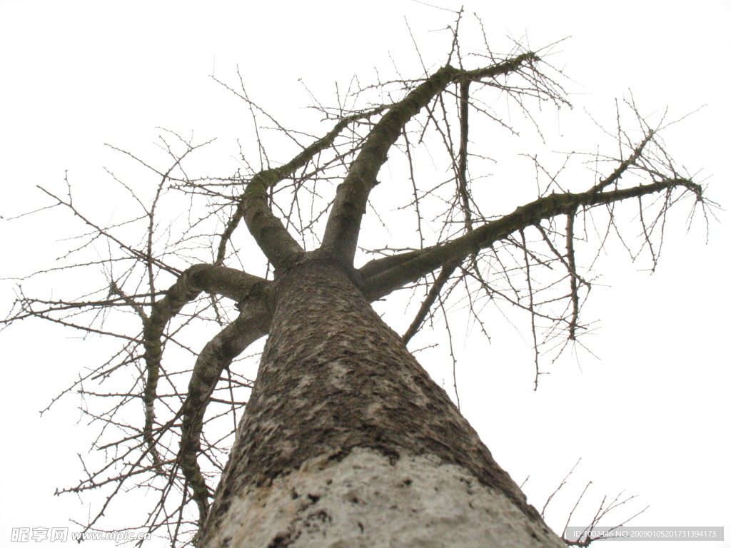 一棵守望冬天的树