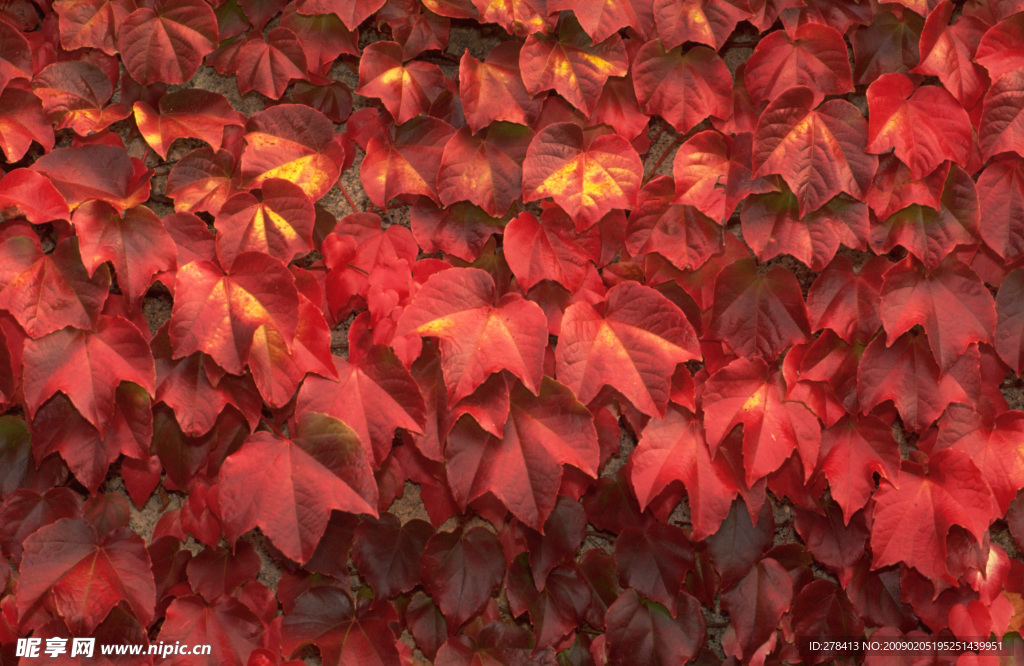 自然写真 森林树木