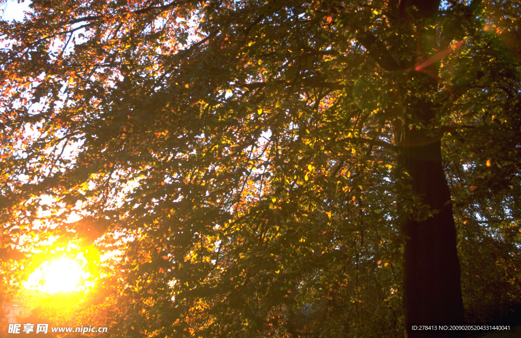 自然写真 森林树木 遮蔽 遮天大树