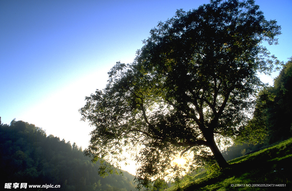 自然写真 森林树木 遮蔽 遮天大树