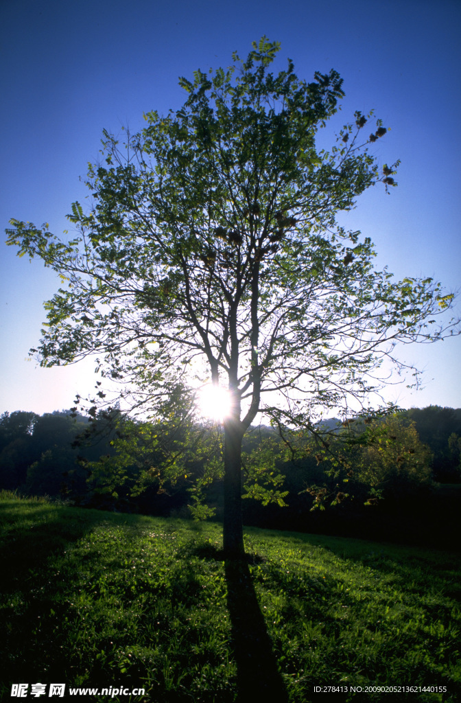 自然写真 森林树木 遮天大树