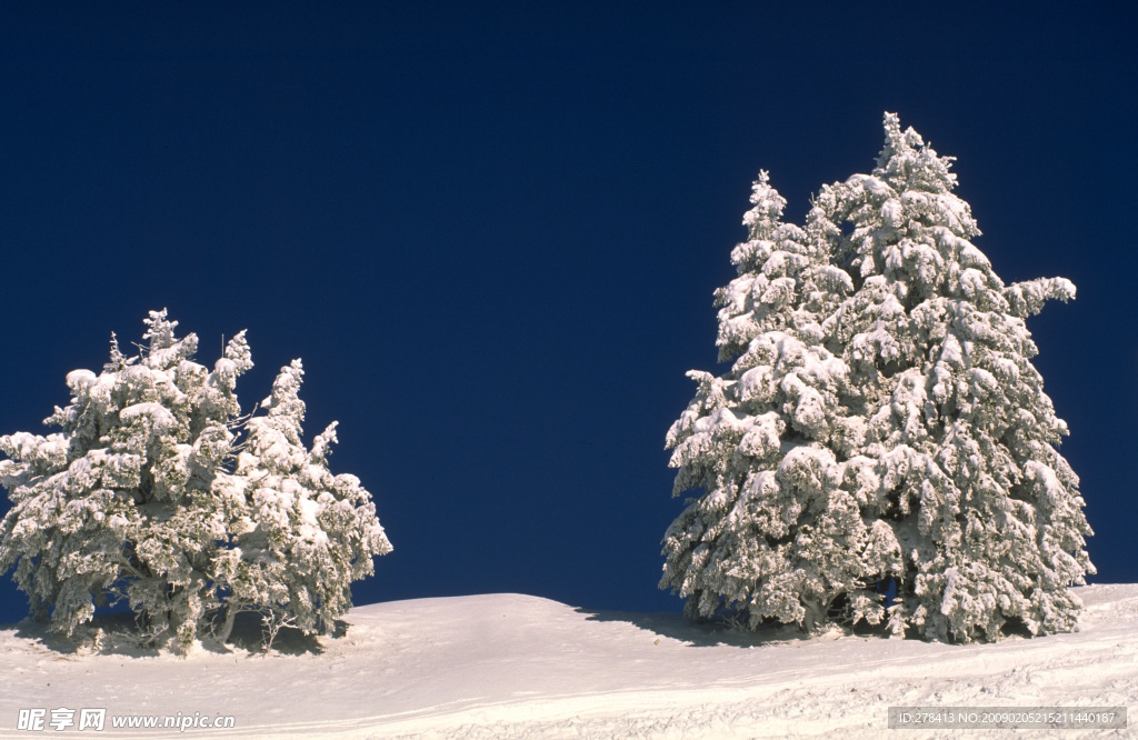 自然写真 森林树木