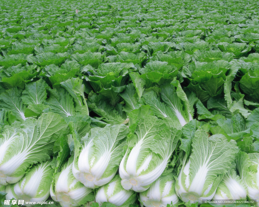 大白菜地