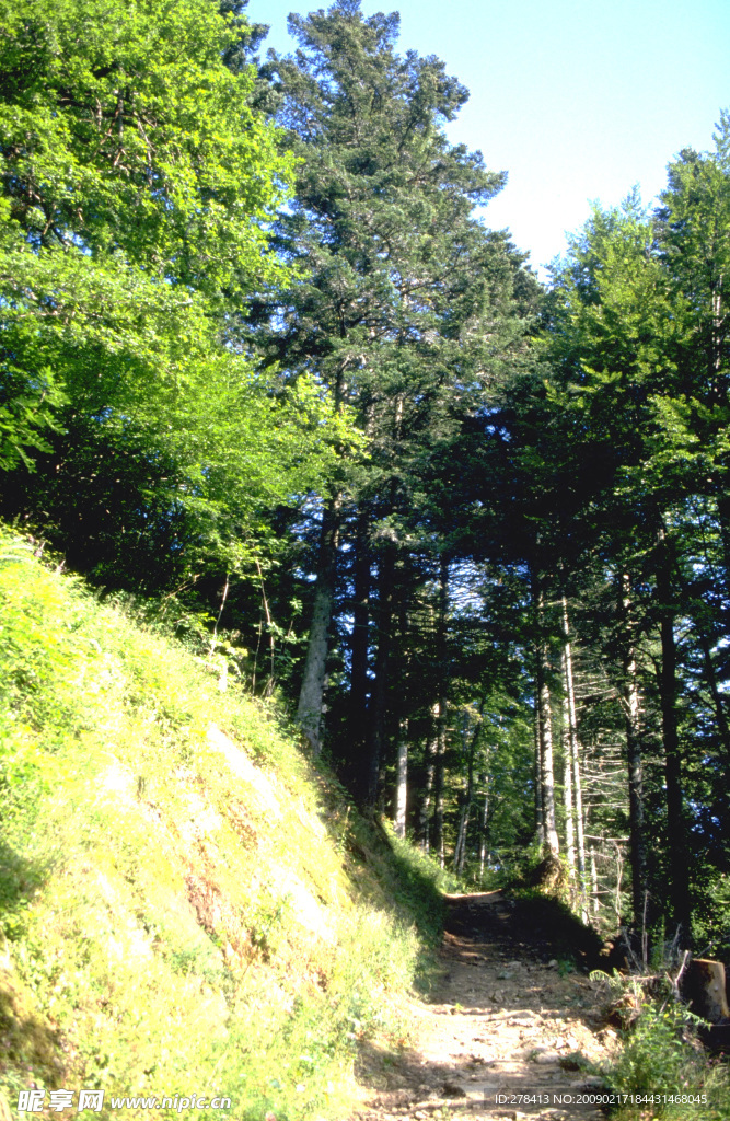 树林荫道 林荫道 自然写真 森林树木