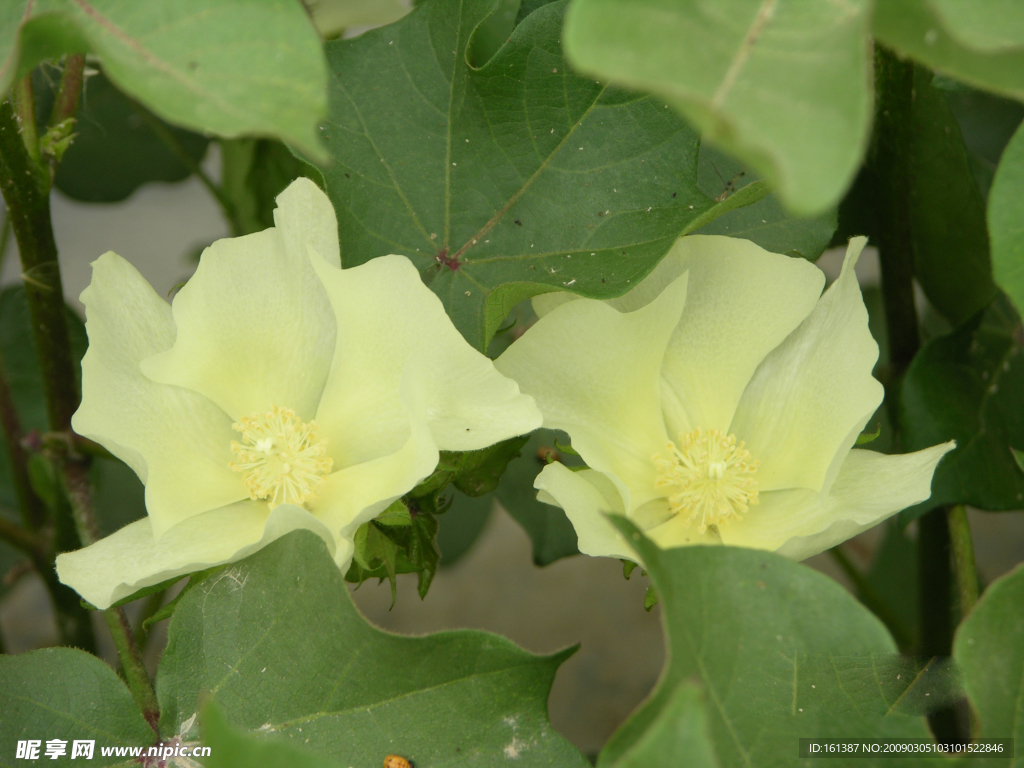 两朵棉花磷