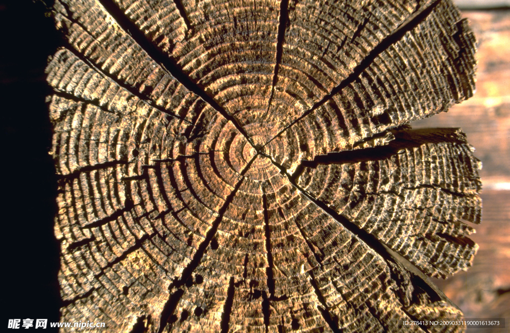 森林 树木 林业 木材 资源