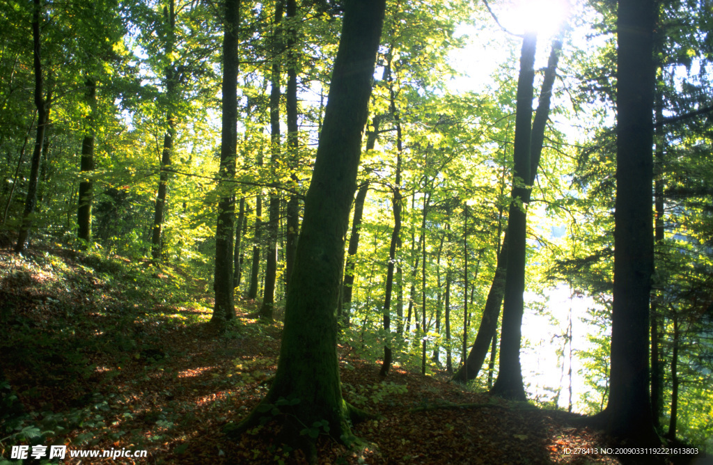 森林 树木 林业 木材 资源