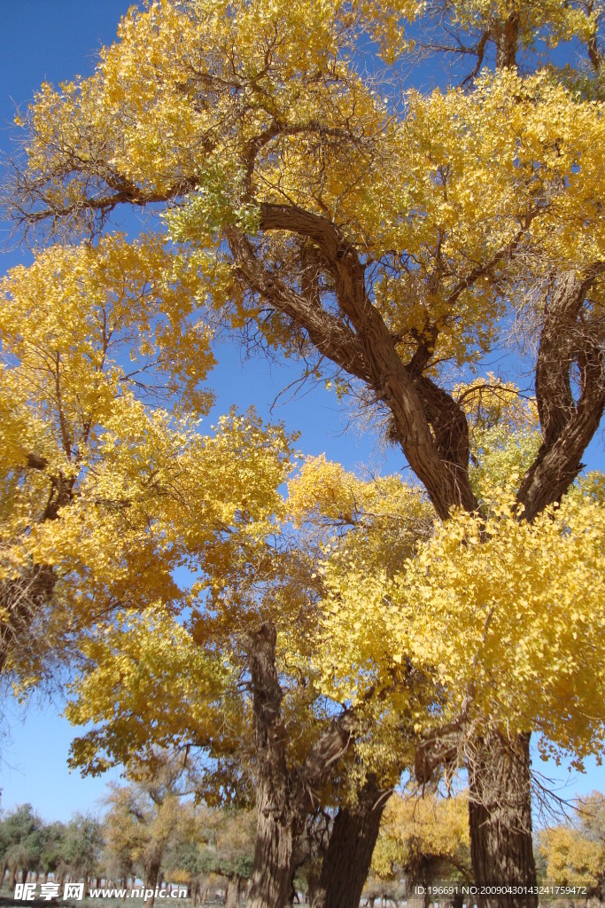 胡杨树