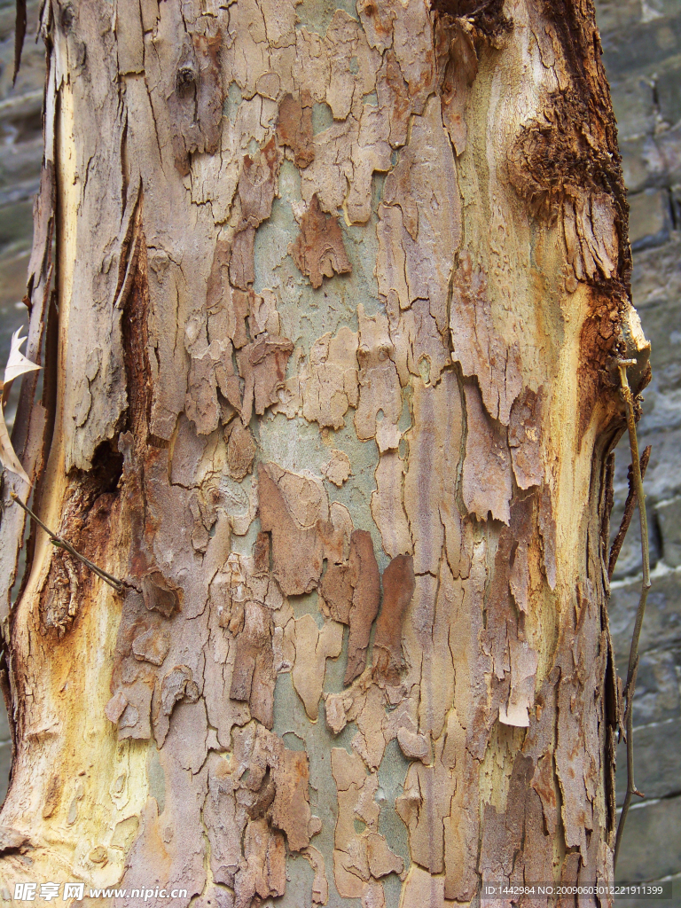 树皮的肌理