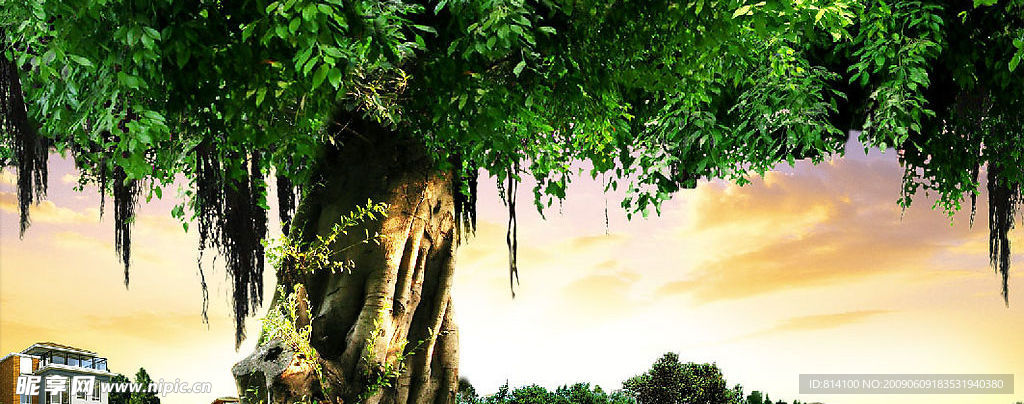 社区 园林 大树