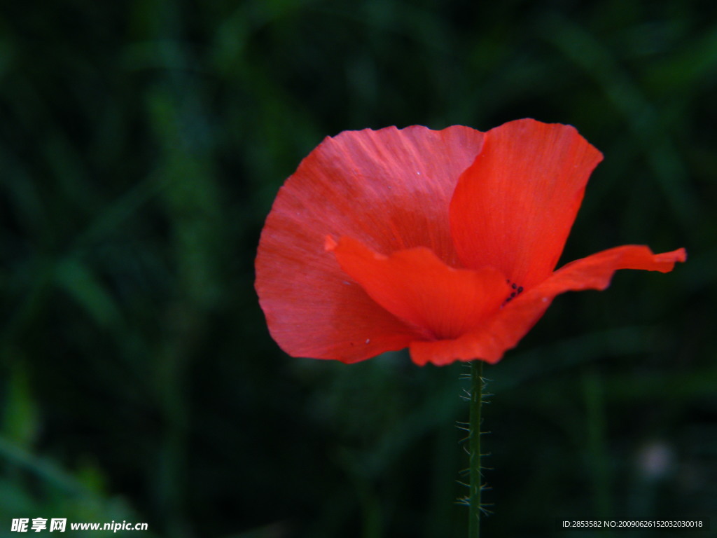 虞美人含苞待放
