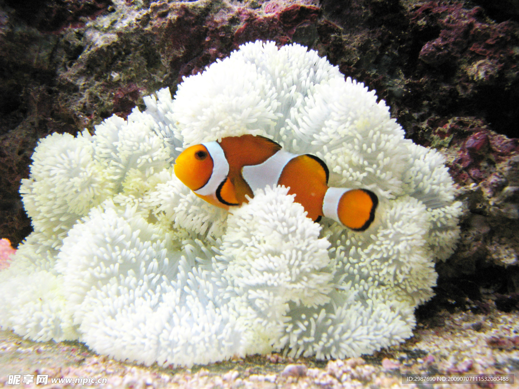 公子小丑与地毯葵