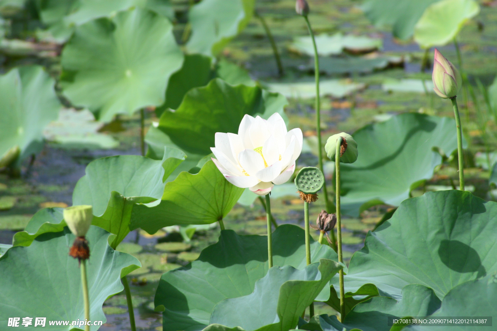 荷花 荷叶 白色 绿色