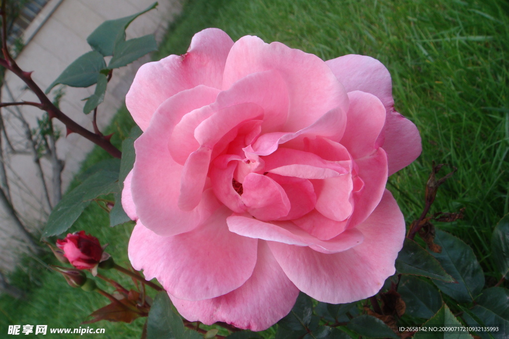 月季花一枝独秀