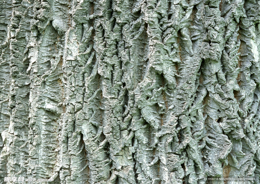 树皮树林纹理纸纹