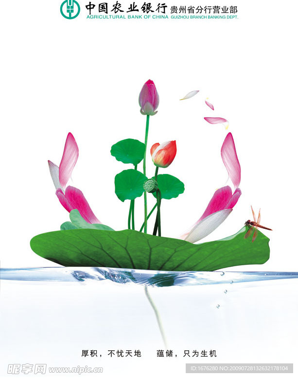 农行形象海报荷花篇