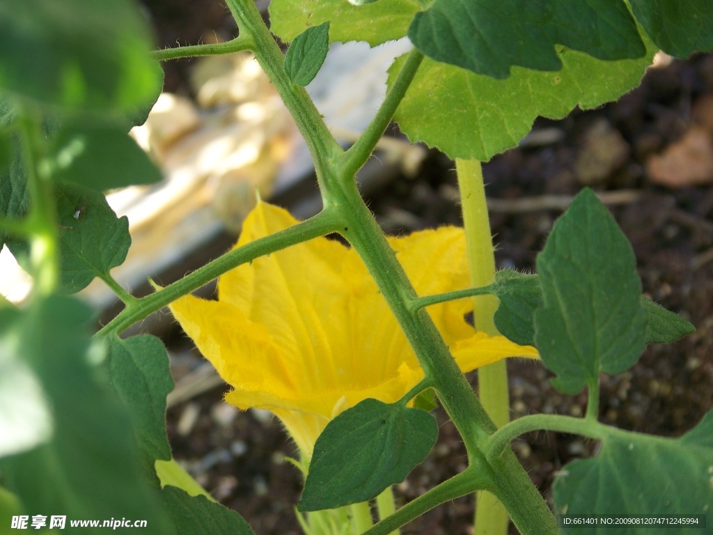 黄瓜花开