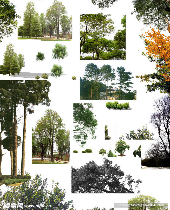 树群和树木