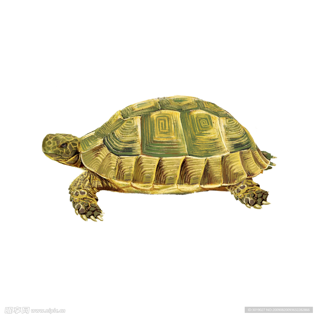 乌龟