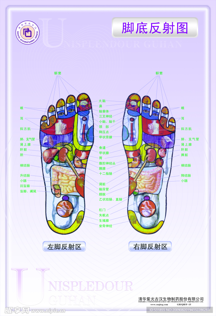 脚底反射图