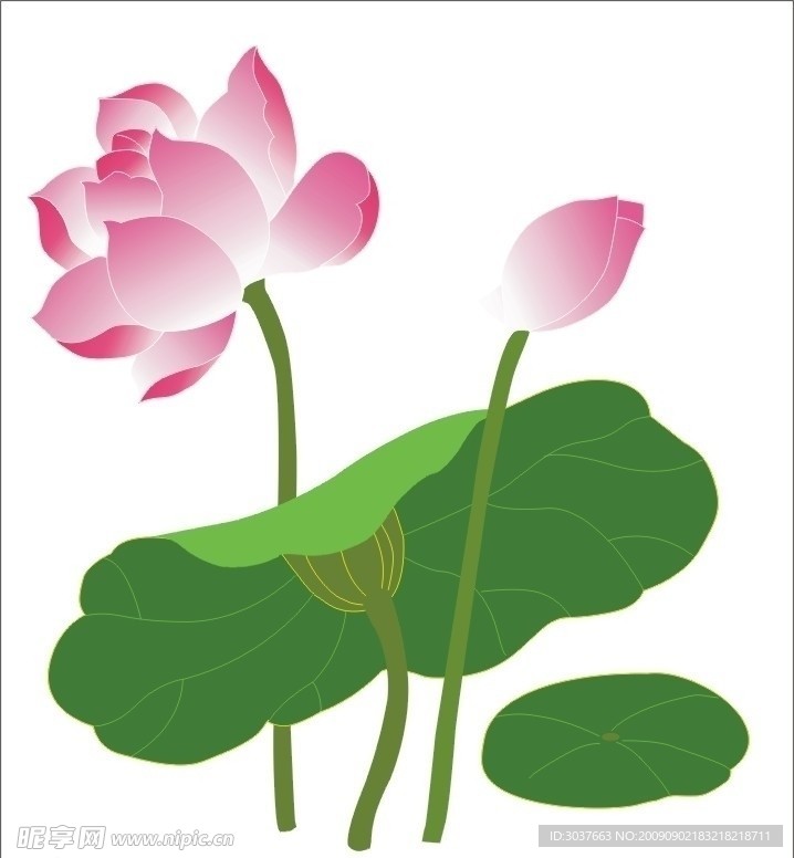 矢量荷花荷叶