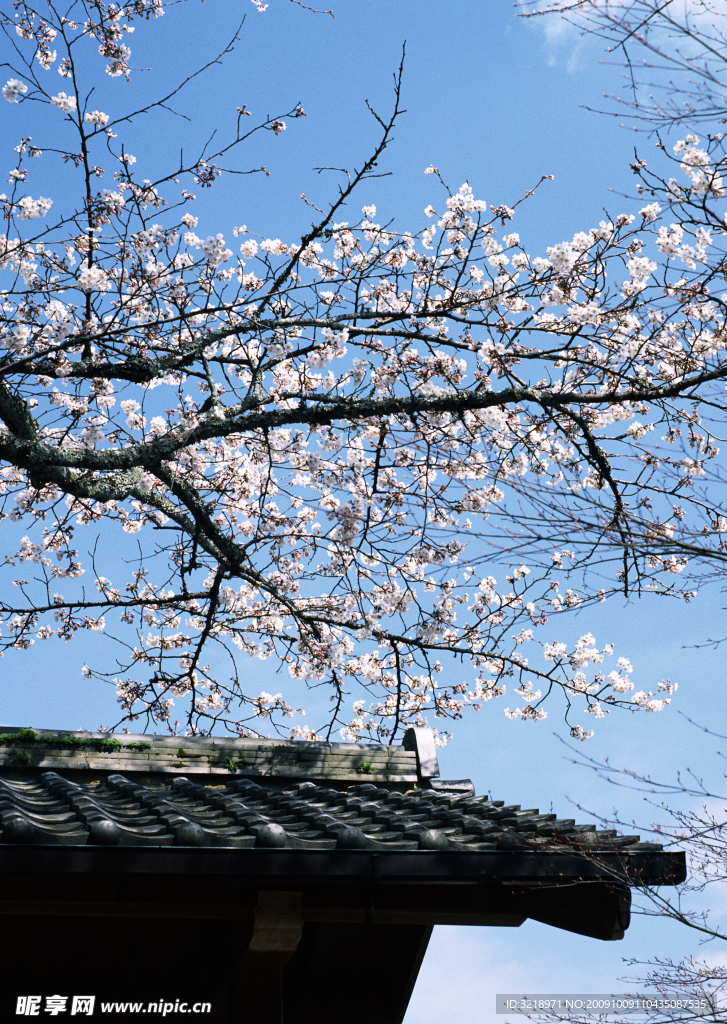 樱花和屋檐