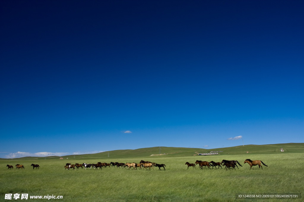 蓝天草原马