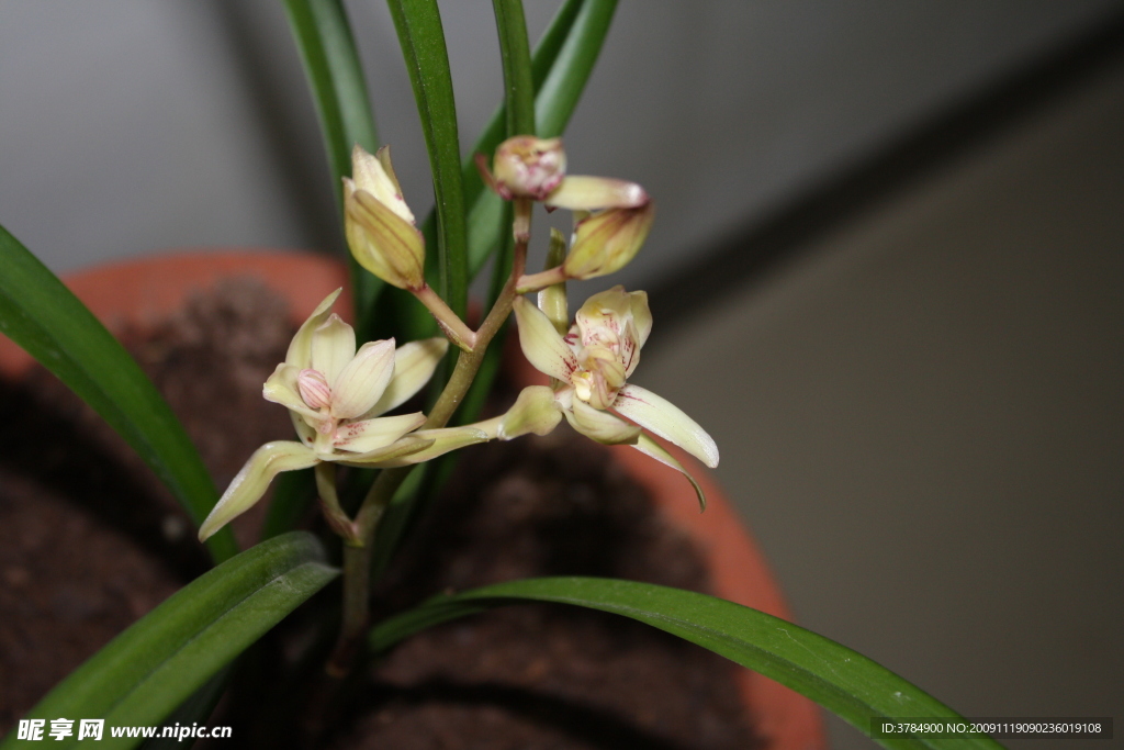 兰花之夏兰奇花