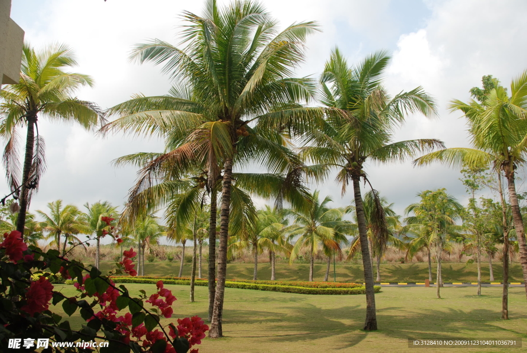海南椰子树