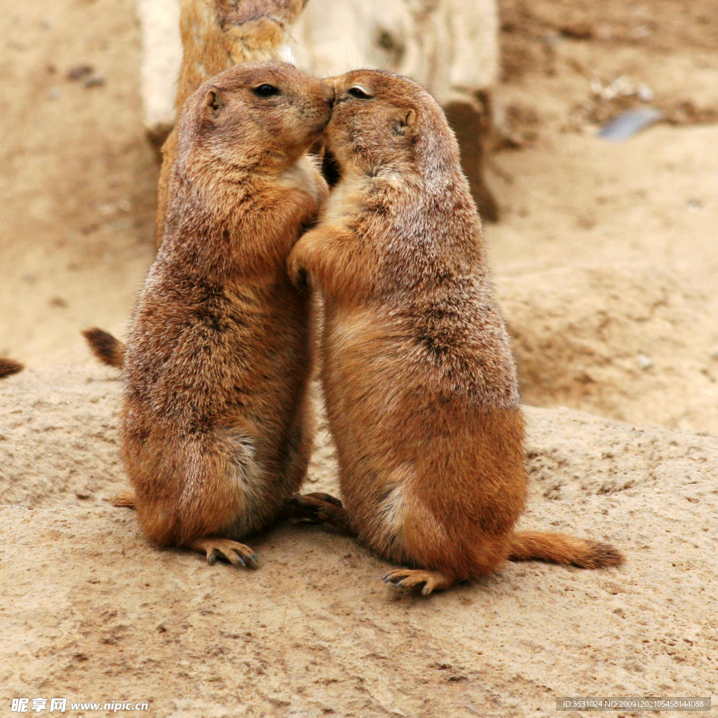 老鼠 接吻 拥抱 两只老鼠 可爱 感动