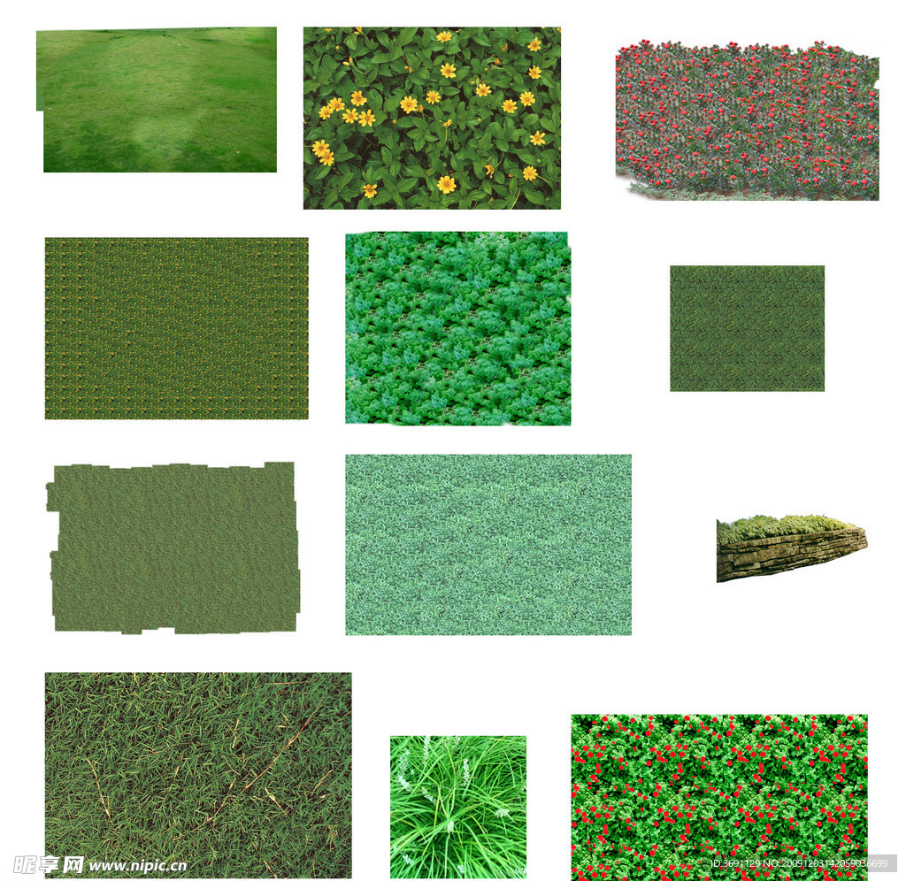 草地 草坪 植物