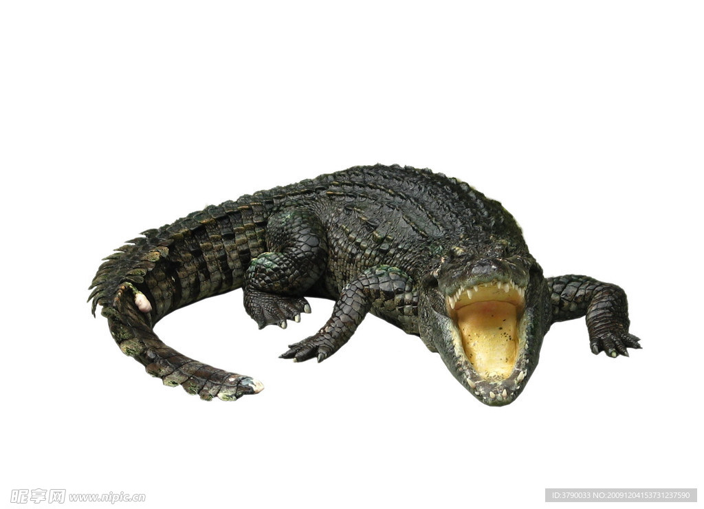 鳄鱼