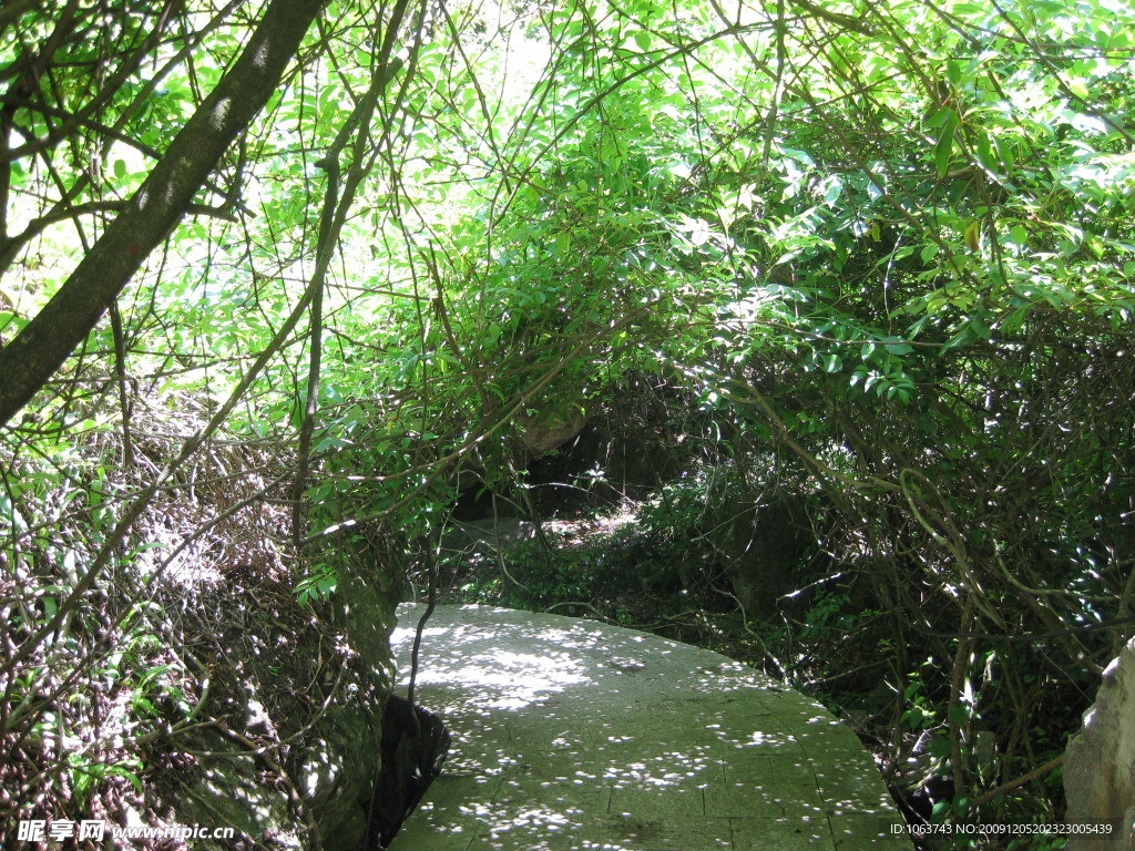 森林 树 风景 背景 绿