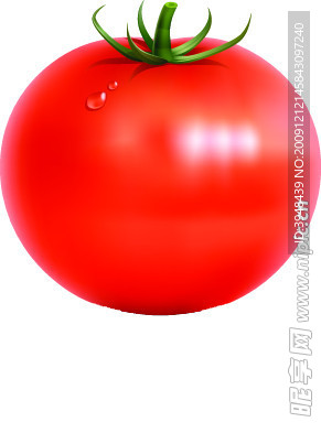 西红柿