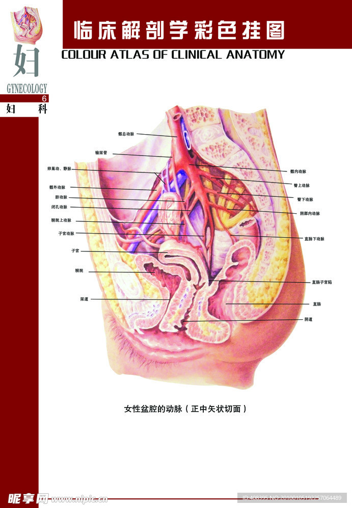 女性生理系统挂图